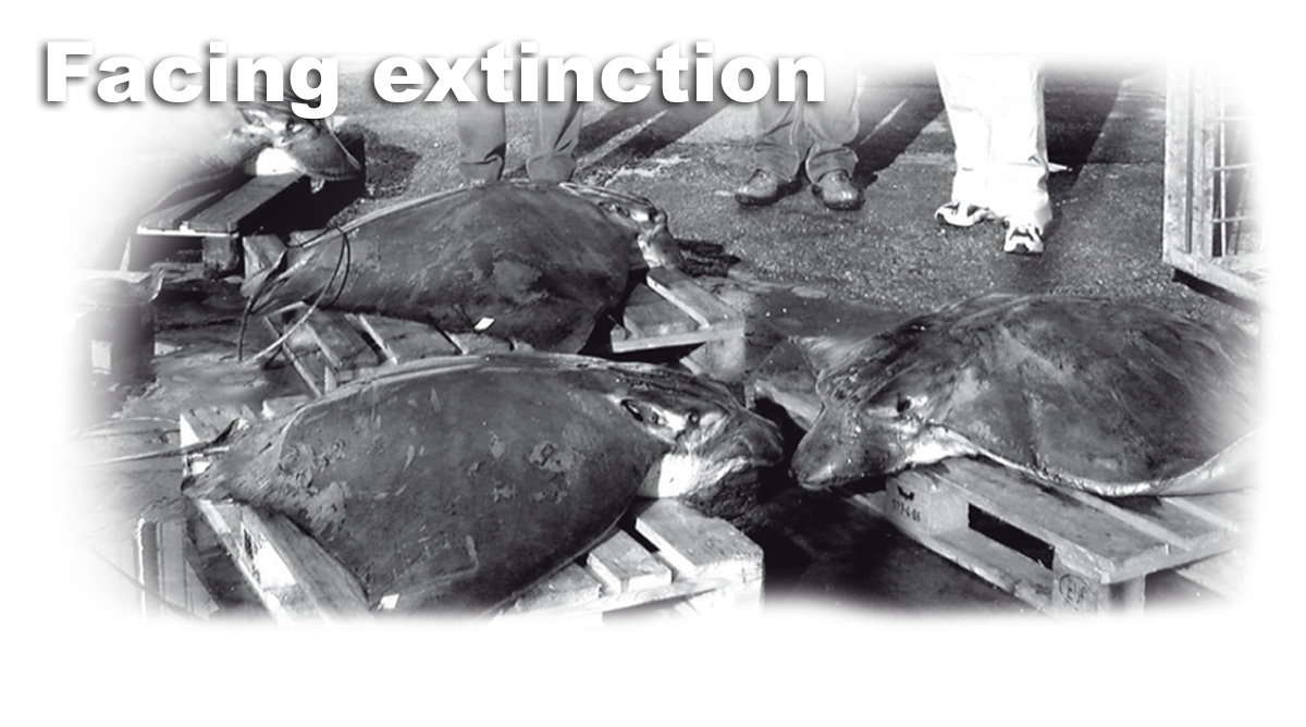 BANDEAUX instinction