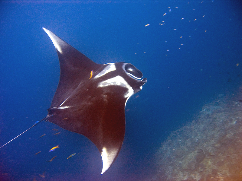 Manta birostris Thailand4