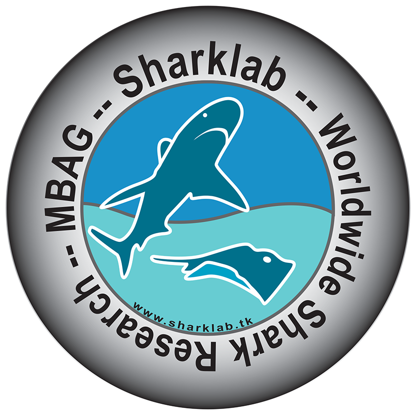 LOGO Sharklab vecto
